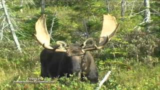 Trophy Moose Hunting in Newfoundland  Island Safaris [upl. by Enad337]