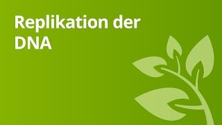 Ablauf der Replikation der DNA  Biologie  Genetik [upl. by Eenor]