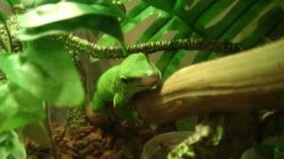 Madagascar Giant Day Gecko caught cricket 馬達加斯加日守宮捉蟋蟀 [upl. by Hess]