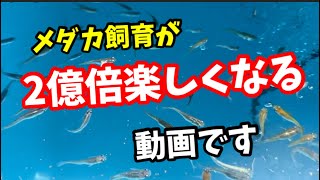 メダカ飼育の魅力を全力で語ります【めだか】 [upl. by Hsevahb]