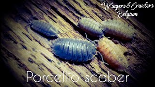 All about Porcellio scaber  P scaber  isopod  Common Rough Woodlouse Terrarium  Species Profile [upl. by Drahser]