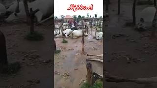 Animals hit by Lightning strike lightning animals thunderstruck shorts [upl. by Phelgen]