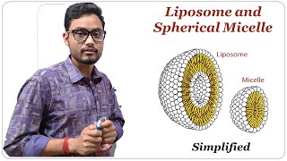 Liposome and Spherical Micelle  Cell Biology [upl. by Ledua]