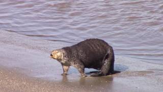 ASMR  1 Southern Sea Otter hauling out on land [upl. by Atthia]