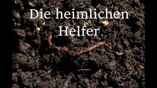 Der Regenwurm ein weiterer heimlicher Helfer [upl. by Lleon775]