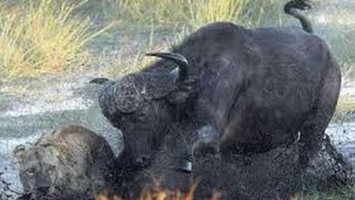 WATCH THIS buffalo kill lion  Merciless attack [upl. by Eerbua]