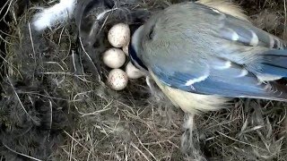 20160421 Die Blaumeise reduziert die Anzahl der Eier [upl. by Aryhs]