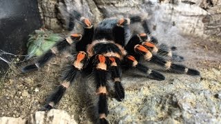 Tarantula Molting Time Lapse  Brachypelma Auratum  Mexican Flame Knee Tarantula Molting [upl. by Daffie]