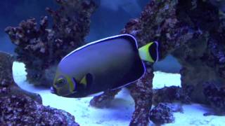 Conspic Angelfish c conspicillatus [upl. by Auqined821]