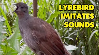 Talented Lyrebird Perfectly Imitates Sounds [upl. by Lemyt]