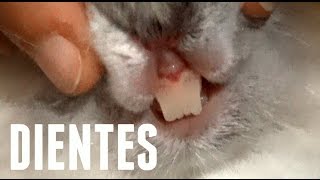 Los dientes del conejo [upl. by Annie485]