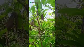 Perfect Midsized Grown Custard Apple Sapling Suitable for Terrace and Home Garden is for Sale Now [upl. by Atnwahsal]