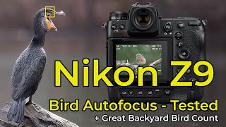 Great Backyard Bird Count with the Nikon Z9  Bird Autofocus Tested [upl. by Desai429]