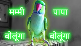 Mitthu Talking  Talking Parrot  Bolne Wala Mitthu  Talking Parrot Mummy Papa [upl. by Asilla45]