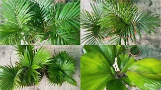 Best Palm Varieties for both Indoor and outdoor  Palm Plant Varieties  Techngarden [upl. by Auoz195]