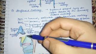 Larynx Arytenoid Cartilage Easy Explaination Lec6 [upl. by Yenwat]