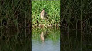 Pond Heron pondheron herons shorts [upl. by Gamaliel457]