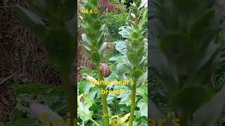 Acanthus Spinosus  Acanthaceae garden nature missa 🌻🌻🌻 [upl. by Adlei868]