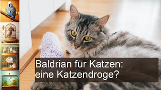 Baldrian für Katzen zur Beruhigung Dosierung Wirkung Produkte Risiken [upl. by Ailahk4]