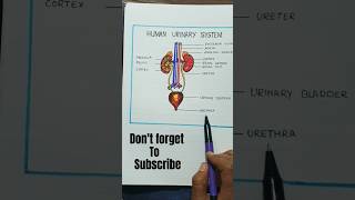 Diagram of Human urinary system  How to draw human urinary system shorts biologywithdiagram48 [upl. by Dlorad]