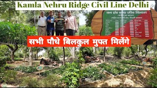 Kamla Nehru Ridge Free Plant Sapling Nursery पेड़ पौधे  Conservator of Forests Civil Line Delhi07 [upl. by Settera]