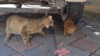 Hungry Mother Cat beats the Kitten by not sharing its food even with her own Kitten [upl. by Magdalen]