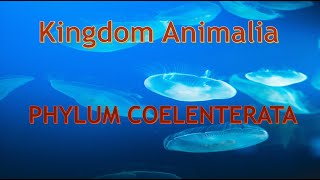 Phylum Cnidaria Coelenterata Characteristics and body forms [upl. by Gee]