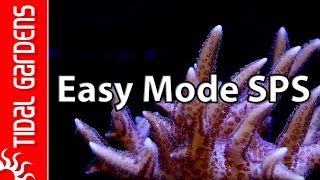 The quotEasy Modequot SPS Aquarium [upl. by Marduk]