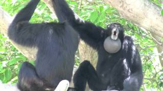 Siamang Gibbons howling at Miami Metrozoo [upl. by Assened13]