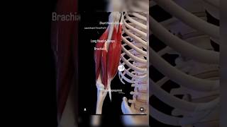 Bicipital aponeurosisanatomy2024shortsbiceps [upl. by Ahsemit]