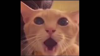 shocked cat meme [upl. by Coppock]