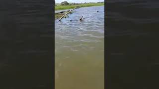 Turistas tienen miedo a cocodrilo del lago del canal en Panamá [upl. by Lednic932]