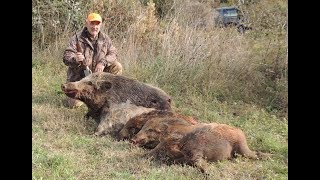 Caccia al cinghiale in Maremma HUNTING WILD BOAR IN ITALY [upl. by Imoyik]