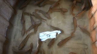 Harvesting Tilapia from the Indoor Aquaponics Pt 1 [upl. by Eiten]