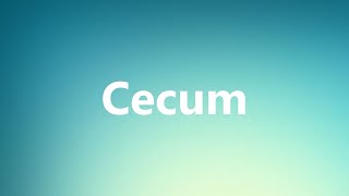 Cecum  Medical Meaning [upl. by Annalise]