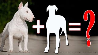 8 Amazing Bull Terrier Mixes That Will Mel  Bull Terrier Cross Breeds [upl. by Muryh]