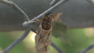 Bagworm swarm chews up ABQ trees [upl. by Nnylirak]