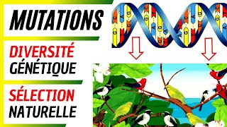 Origine de la diversité génétique les mutations  Notion de sélection naturelle [upl. by Hightower209]