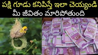 పక్షి గూడు కనిపిస్తే ఇలా చెయ్యండి మీ జీవితం మారిపోతుంది  pakshi gudu intlo unte [upl. by Ivie]