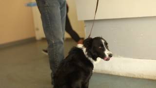 Transformations How to Train an Aggressive Border Collie Utah Dog Trainers [upl. by Gerty120]