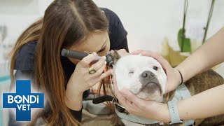 Poor Dog Won’t Stop Scratching Himself 😥  Bondi Vet [upl. by Nafis]