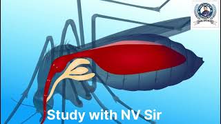 Life Cycle of malaria parasite  मलेरिया परजीवी का जीवन चक्र  Class 12 Biology  viral malaria [upl. by Pena]