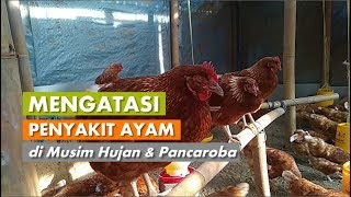 Mengatasi Penyakit Snot CRD Ngorok dan Gejala Tetelo pada Ayam [upl. by Noreg]