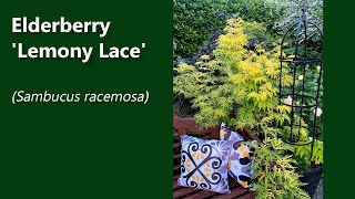 Elderberry Lemony Lace Sambucus racemosa [upl. by Ynohta224]