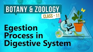 Egestion Process in Digestive System  Human Digestive System  Biology Class 11 [upl. by Cung]