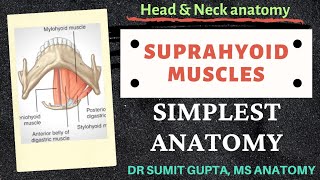 SUPRAHYOID MUSCLES  Origin  Insertion  Nerve supply  Action [upl. by Bridgid]