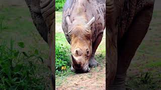 World rarest animals they extinct soon nature facts [upl. by Neroc616]