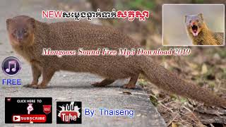 Cambodia Trape Sound Mongoose mp4សម្លេងធ្នាក់ទាក់សត្វស្កា [upl. by Nomrac172]