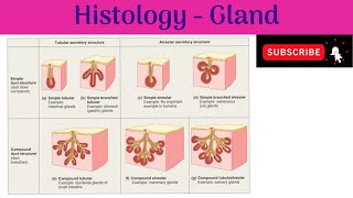 Histology  Glands  Classifications  Structural Organisation  Development  Clinical Correlation [upl. by Ainahs]