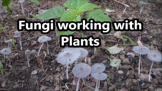 Fungi Symbiotic Relationship With Plants [upl. by Ecyar]